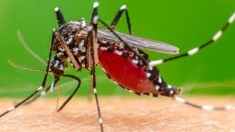 TP.HCM chưa phát hiện ca bệnh Chikungunya, tích cực giám sát và dự phòng
