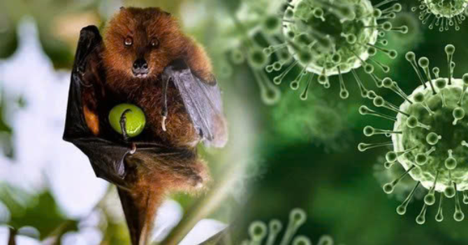 TPHCM tăng cường giám sát trước nguy cơ xâm nhập virus Nipah